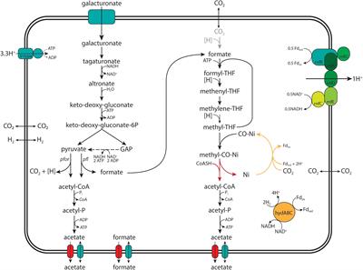 “Candidatus Galacturonibacter soehngenii” Shows Acetogenic Catabolism of Galacturonic Acid but Lacks a Canonical Carbon Monoxide Dehydrogenase/Acetyl-CoA Synthase Complex